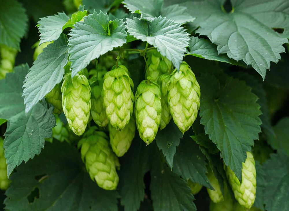 How can I choose right brewing equipment to take hops?